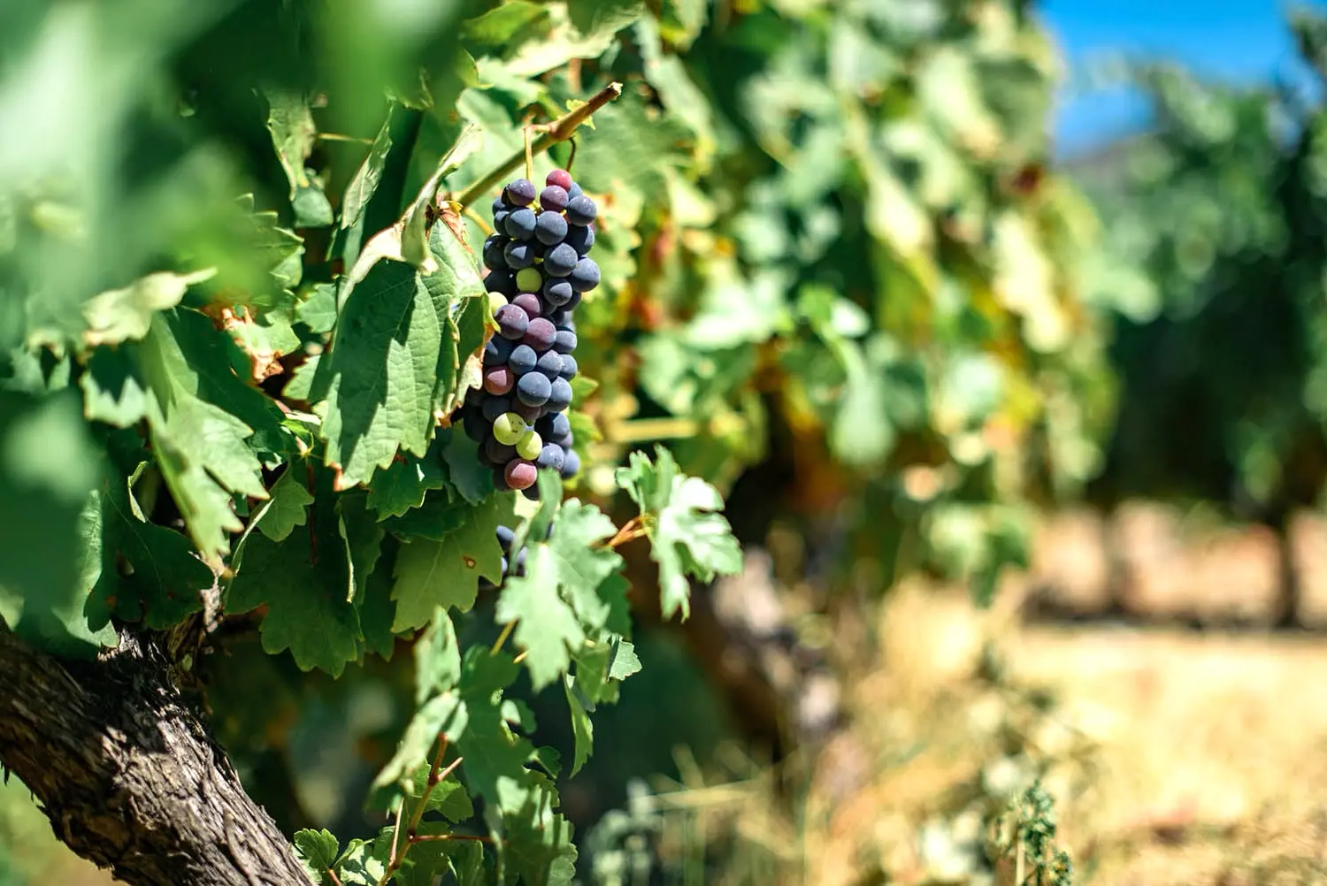 Australian Wineries Car Trip