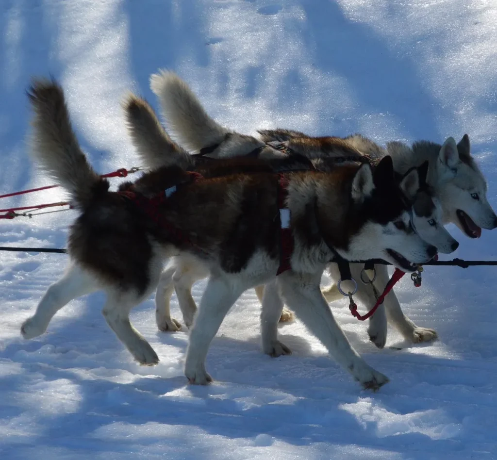 Dog sledging