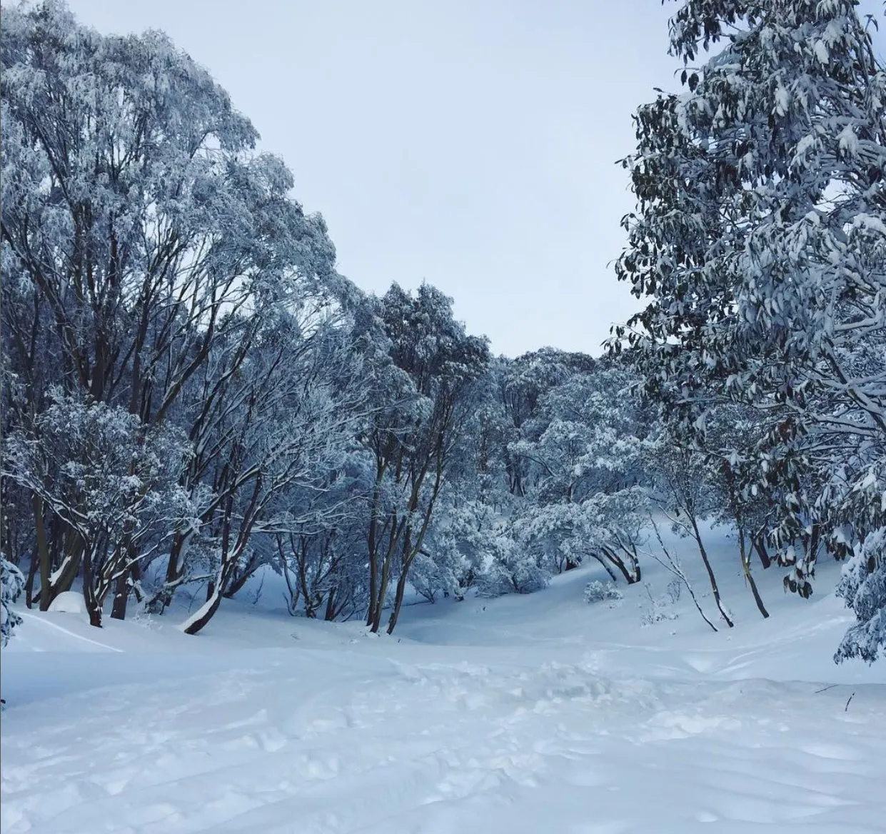 Snowbound in Melbourne: Winter Adventure Trips Nearby
